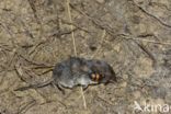 Common Burying beetle (Nicrophorus vespilloides)