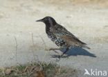 European Starling (Sturnus vulgaris)