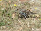 European Starling (Sturnus vulgaris)