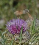 Kolibrievlinder (Macroglossum stellatarum)