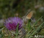 Kolibrievlinder (Macroglossum stellatarum)