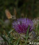 Kolibrievlinder (Macroglossum stellatarum)