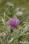 Thistle (Carduus spec.)