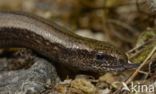 Slow Worm (Anguis fragilis)