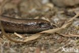 Slow Worm (Anguis fragilis)