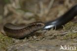 Hazelworm (Anguis fragilis)