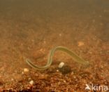 Brook Lamprey (Lampetra planeri)