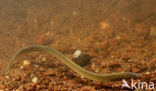 Brook Lamprey (Lampetra planeri)