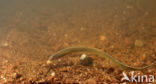 Brook Lamprey (Lampetra planeri)