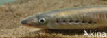 Brook Lamprey (Lampetra planeri)