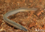 Brook Lamprey (Lampetra planeri)