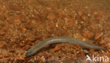 Brook Lamprey (Lampetra planeri)