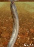 Brook Lamprey (Lampetra planeri)