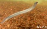 Brook Lamprey (Lampetra planeri)