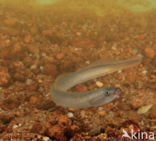 Brook Lamprey (Lampetra planeri)