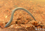 Brook Lamprey (Lampetra planeri)