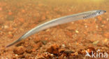 Brook Lamprey (Lampetra planeri)