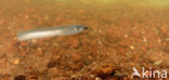 Brook Lamprey (Lampetra planeri)