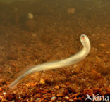 Brook Lamprey (Lampetra planeri)