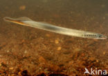 Brook Lamprey (Lampetra planeri)