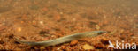 Brook Lamprey (Lampetra planeri)