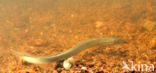 Brook Lamprey (Lampetra planeri)