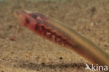 Brook Lamprey (Lampetra planeri)