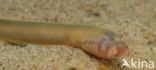 Brook Lamprey (Lampetra planeri)