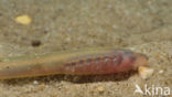 Brook Lamprey (Lampetra planeri)