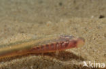 Brook Lamprey (Lampetra planeri)