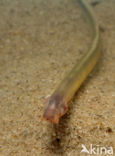 Brook Lamprey (Lampetra planeri)