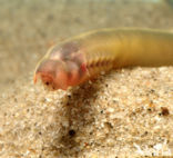 Brook Lamprey (Lampetra planeri)