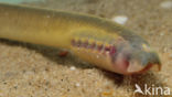 Brook Lamprey (Lampetra planeri)