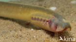 Brook Lamprey (Lampetra planeri)