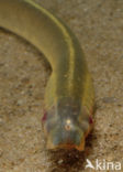 Brook Lamprey (Lampetra planeri)