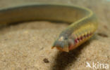 Brook Lamprey (Lampetra planeri)