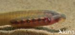 Brook Lamprey (Lampetra planeri)