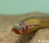 Brook Lamprey (Lampetra planeri)