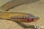 Brook Lamprey (Lampetra planeri)