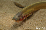 Brook Lamprey (Lampetra planeri)