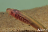 Brook Lamprey (Lampetra planeri)