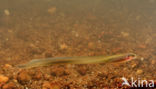 Brook Lamprey (Lampetra planeri)