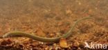 Brook Lamprey (Lampetra planeri)