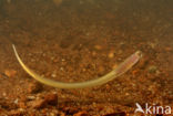 Brook Lamprey (Lampetra planeri)