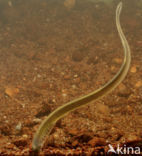 Brook Lamprey (Lampetra planeri)