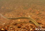 Brook Lamprey (Lampetra planeri)