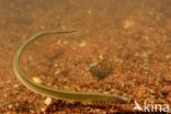 Brook Lamprey (Lampetra planeri)
