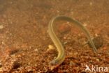 Brook Lamprey (Lampetra planeri)