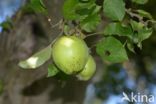 Apple (Malus domesticus)