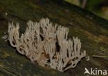 Upright coral (Ramaria stricta)